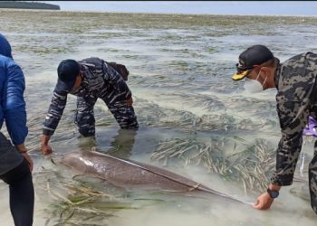 Tim Kerja KKP Lepas liarkan 2 Ekor Dugong Di Tolitoli
