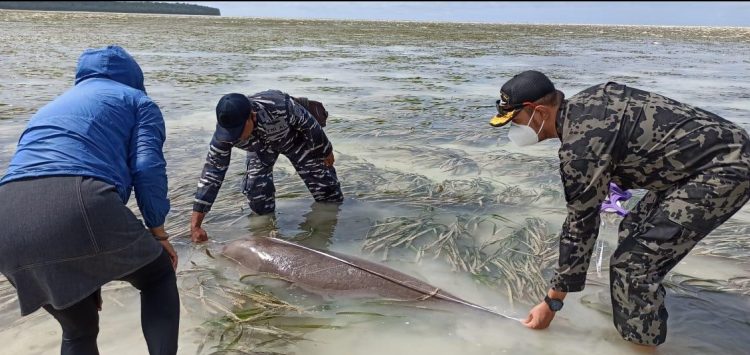 Tim Kerja KKP Lepas liarkan 2 Ekor Dugong Di Tolitoli