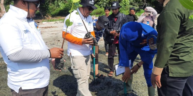 Aksi Penanaman 1100 Bibit Mangrove, DLH Kota Palu Ajak Masyarakat Menjaga Kelestarian Lingkungan