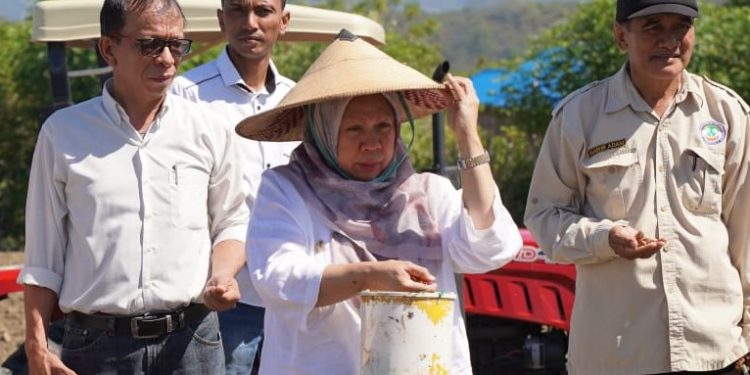 Gerakan Tanam Bawang Merah Lembah Palu, Wawali Reny A Lamadjido Secara Simbolis Memulai Penanaman Bawang Merah