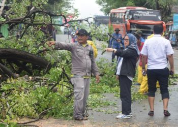 Setda Irmayanti Tinjau Lokasi Pohon Tumbang Akibat Hujan Lebat dan Angin Kencang