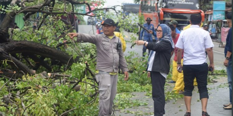 Setda Irmayanti Tinjau Lokasi Pohon Tumbang Akibat Hujan Lebat dan Angin Kencang