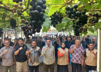 Kementerian Pertanian RI Dorang Kota Palu Menjadi Kota Penghasil Anggur Terbesar Di Indonesia