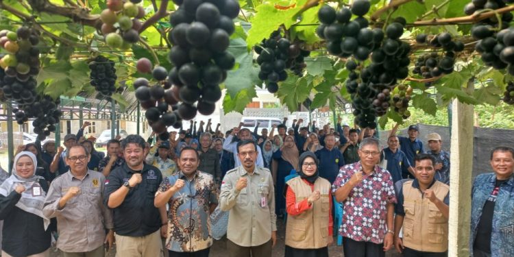Kementerian Pertanian RI Dorang Kota Palu Menjadi Kota Penghasil Anggur Terbesar Di Indonesia
