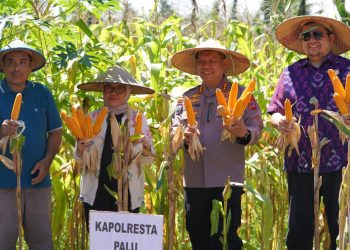 Sekda Irmayanti Hadiri Panen Raya Jagung Serentak Kuartal II