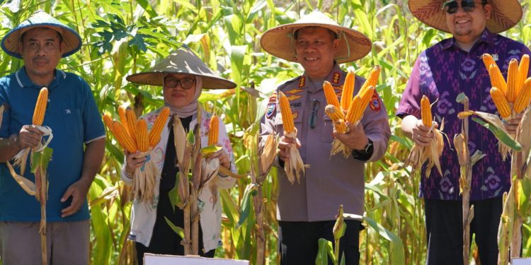 Sekda Irmayanti Hadiri Panen Raya Jagung Serentak Kuartal II