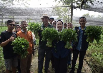 Wawali Kota Palu Panen Bawang Merah dan Seledri di Kelurahan Petobo