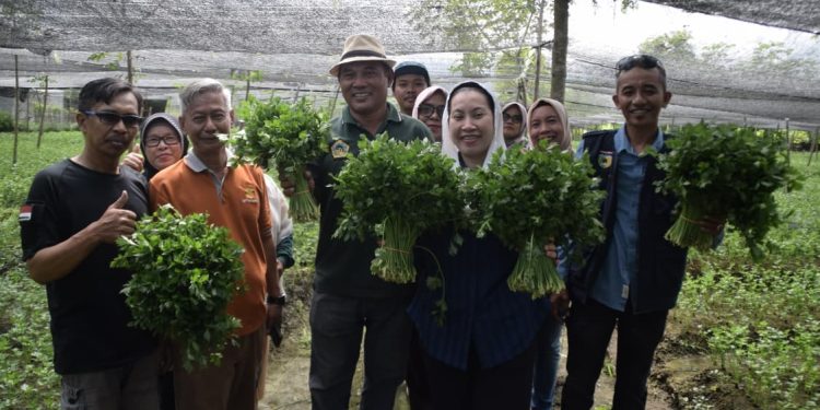 Wawali Kota Palu Panen Bawang Merah dan Seledri di Kelurahan Petobo