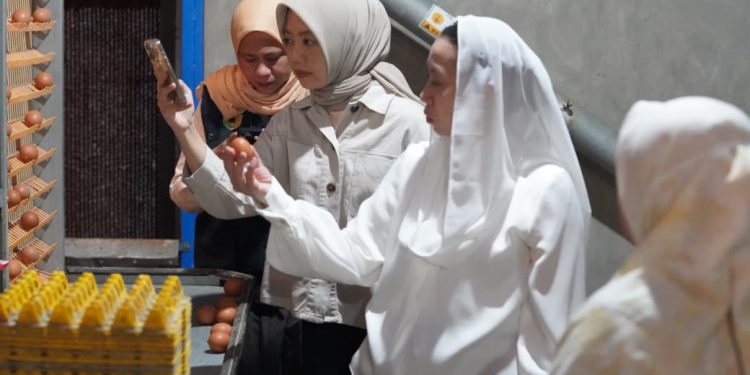 Jaga Stabilisasi Pasokan dan Harga Pangan Jelang Nataru 2025, Wawali Imelda Sidak Distrubutor Telur di Kelurahan Layana