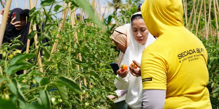 Wawali Kota Palu Tinjau Kebun Tomat dan Cabai di Kelurahan Bayaoge, Pastikan Stabilitas Harga Pangan